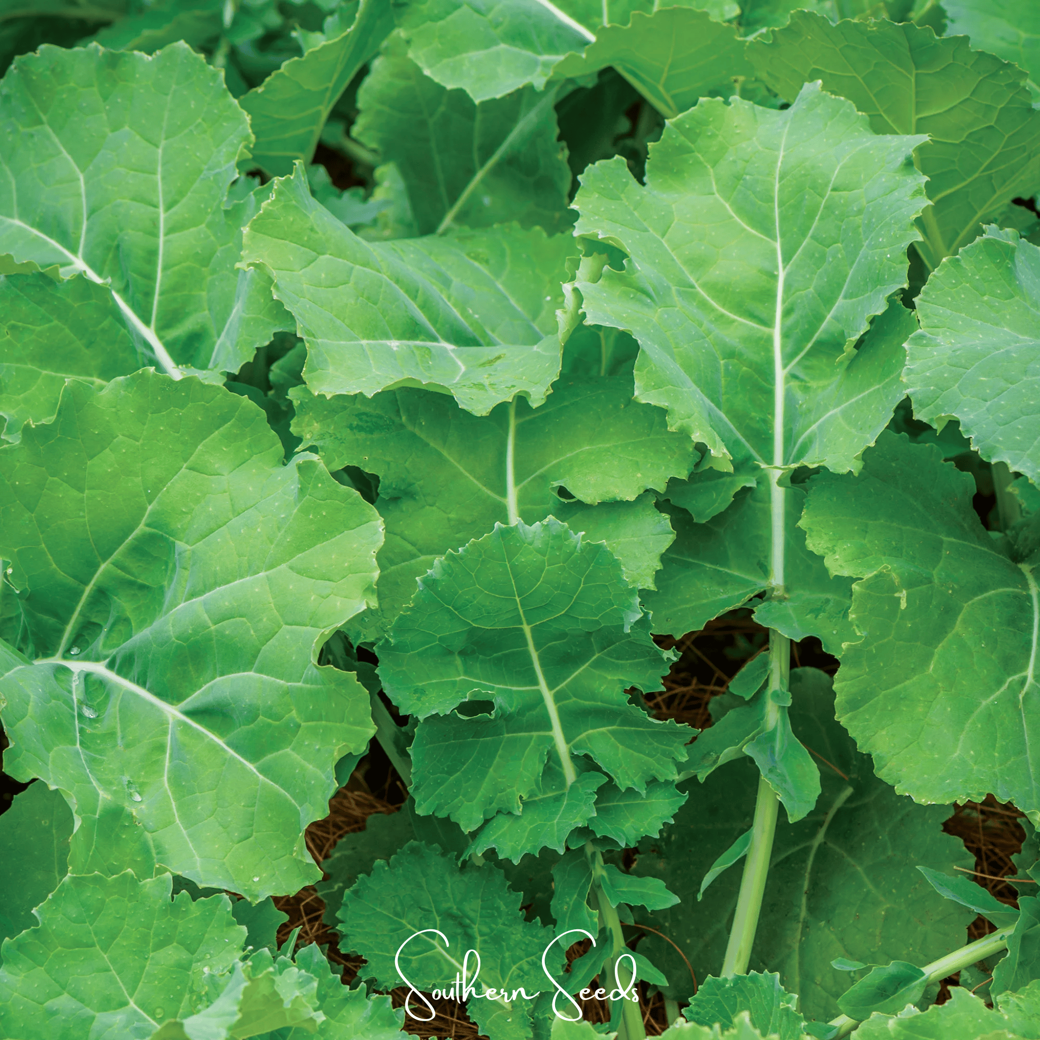 Premier Kale – 250 Seeds | Seeds | Wiccan Center