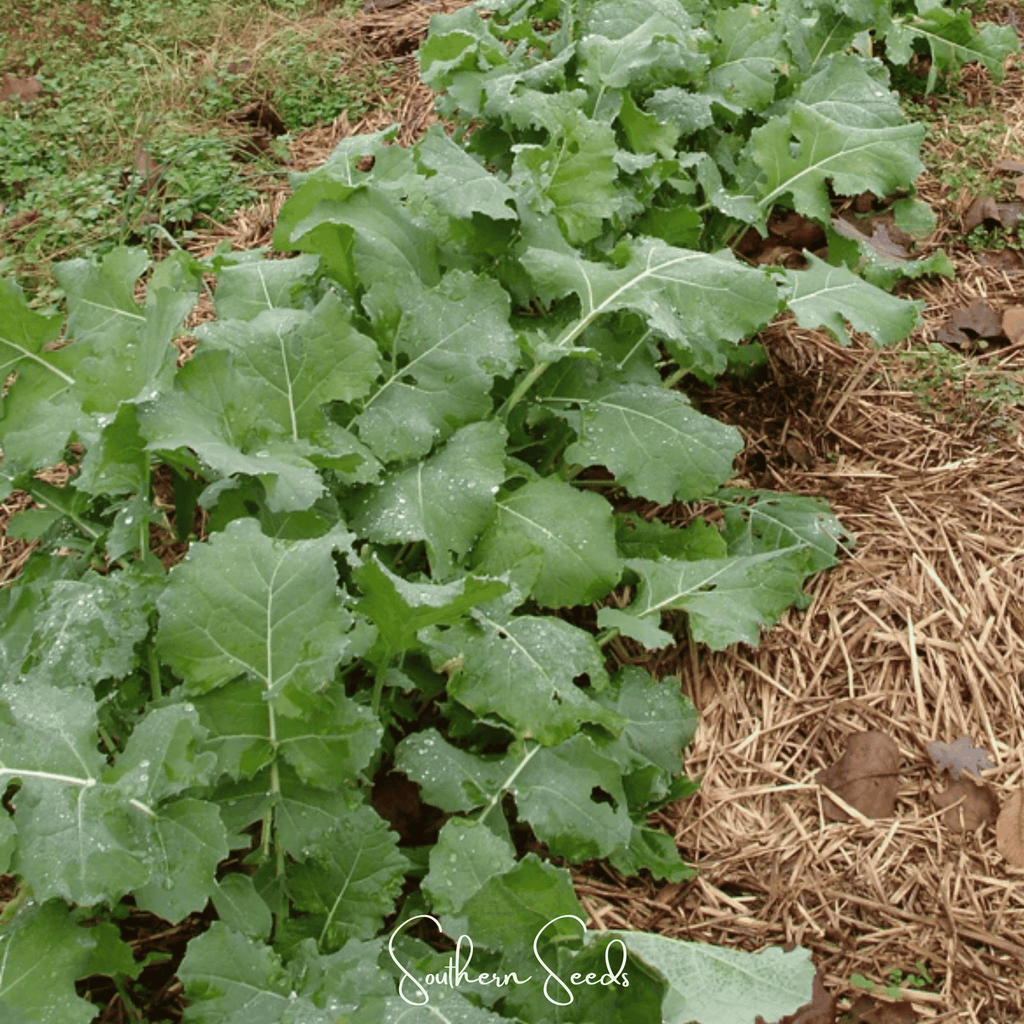 Premier Kale – 250 Seeds | Seeds | Wiccan Center