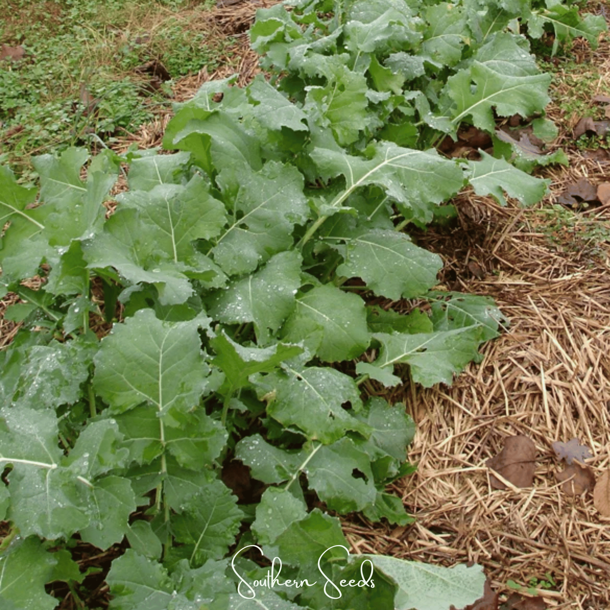 Premier Kale – 250 Seeds | Seeds | Wiccan Center