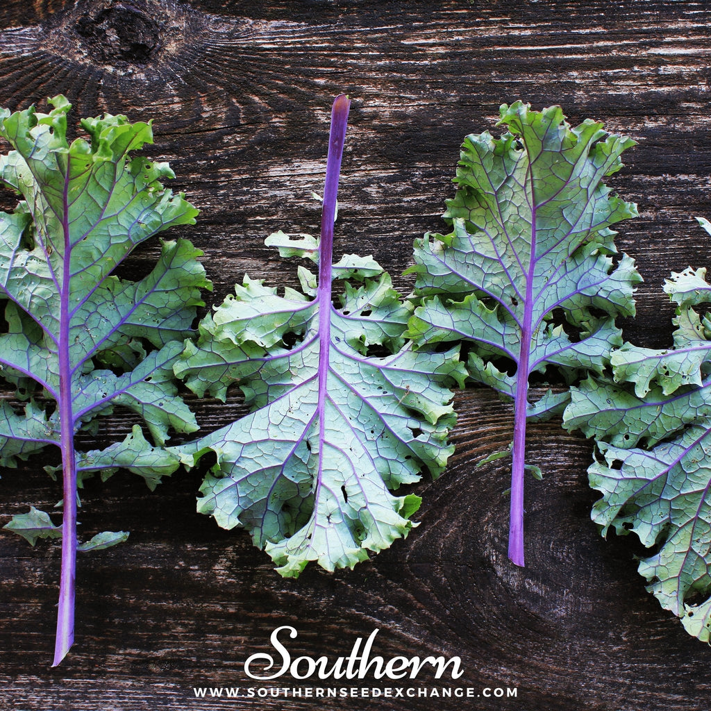Red Russian Kale – 250 Seeds | | Wiccan Center