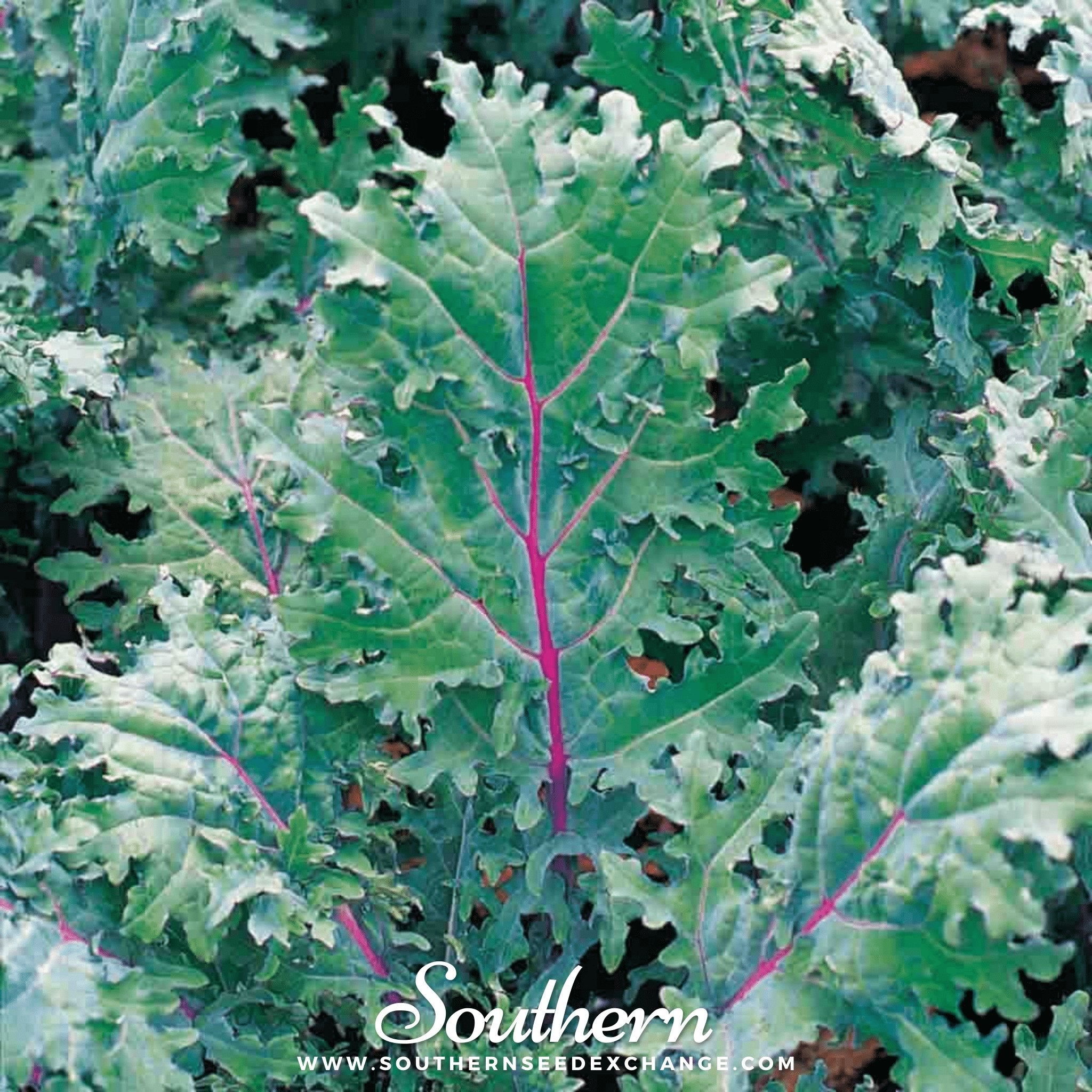 Red Russian Kale – 250 Seeds | | Wiccan Center