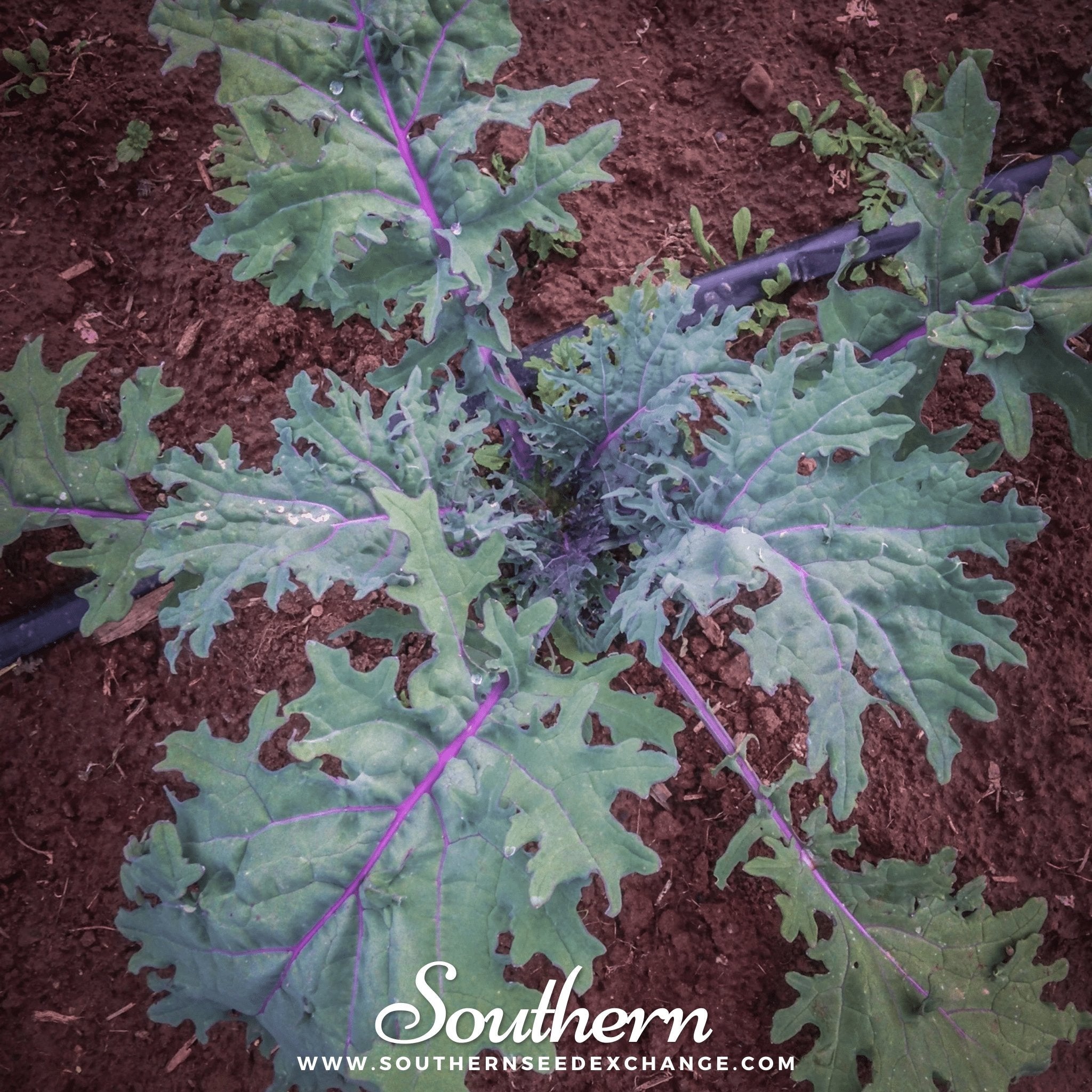 Red Russian Kale – 250 Seeds | | Wiccan Center