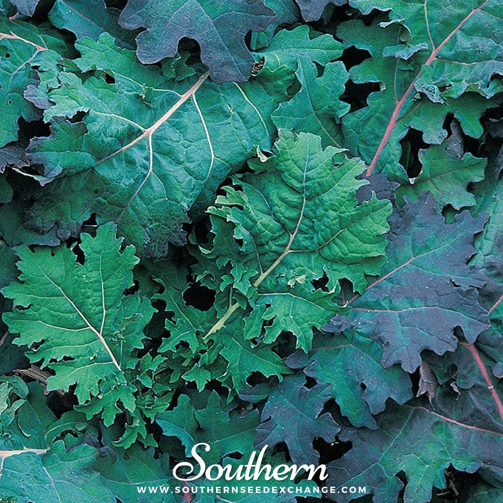 Red Russian Kale – 250 Seeds | | Wiccan Center