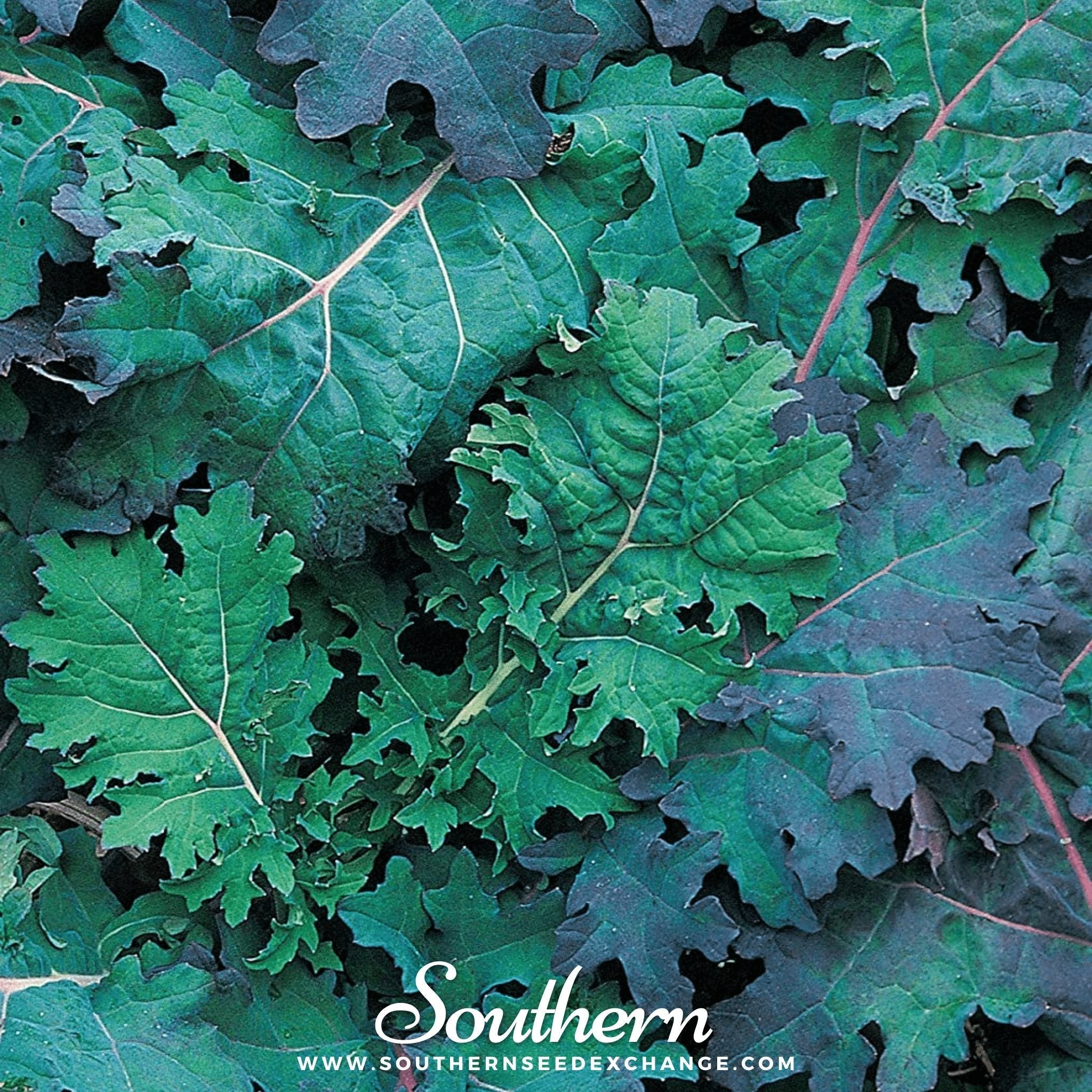 Red Russian Kale – 250 Seeds | | Wiccan Center