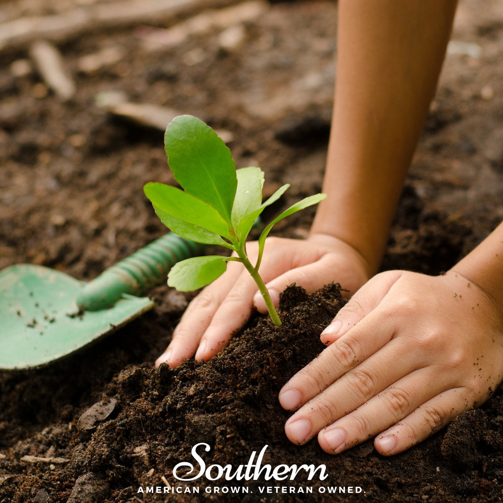 Kids Garden Seed Collection – 10 Varieties | Seeds | Wiccan Center