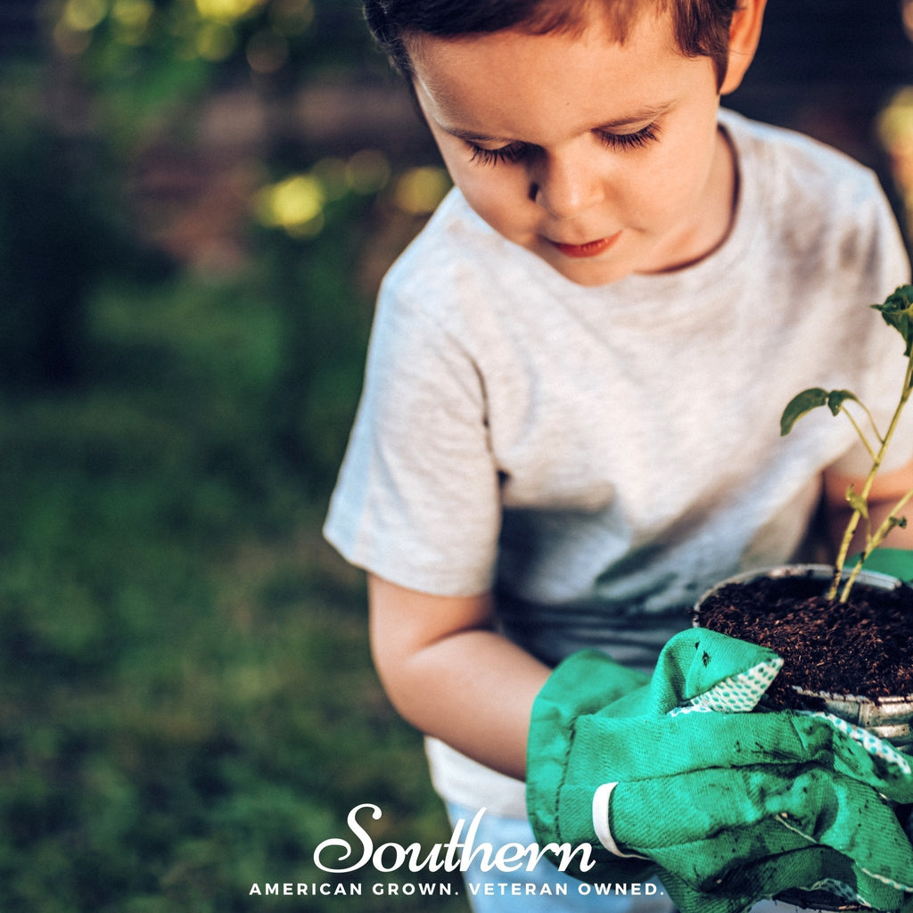 Kids Garden Seed Collection – 10 Varieties | Seeds | Wiccan Center