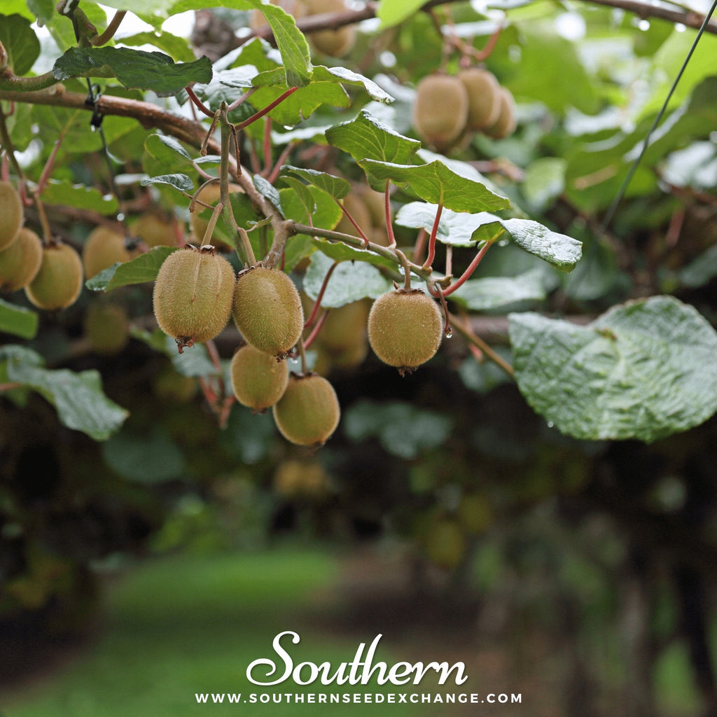 Kiwi Fruit – 100 Seeds | | Wiccan Center