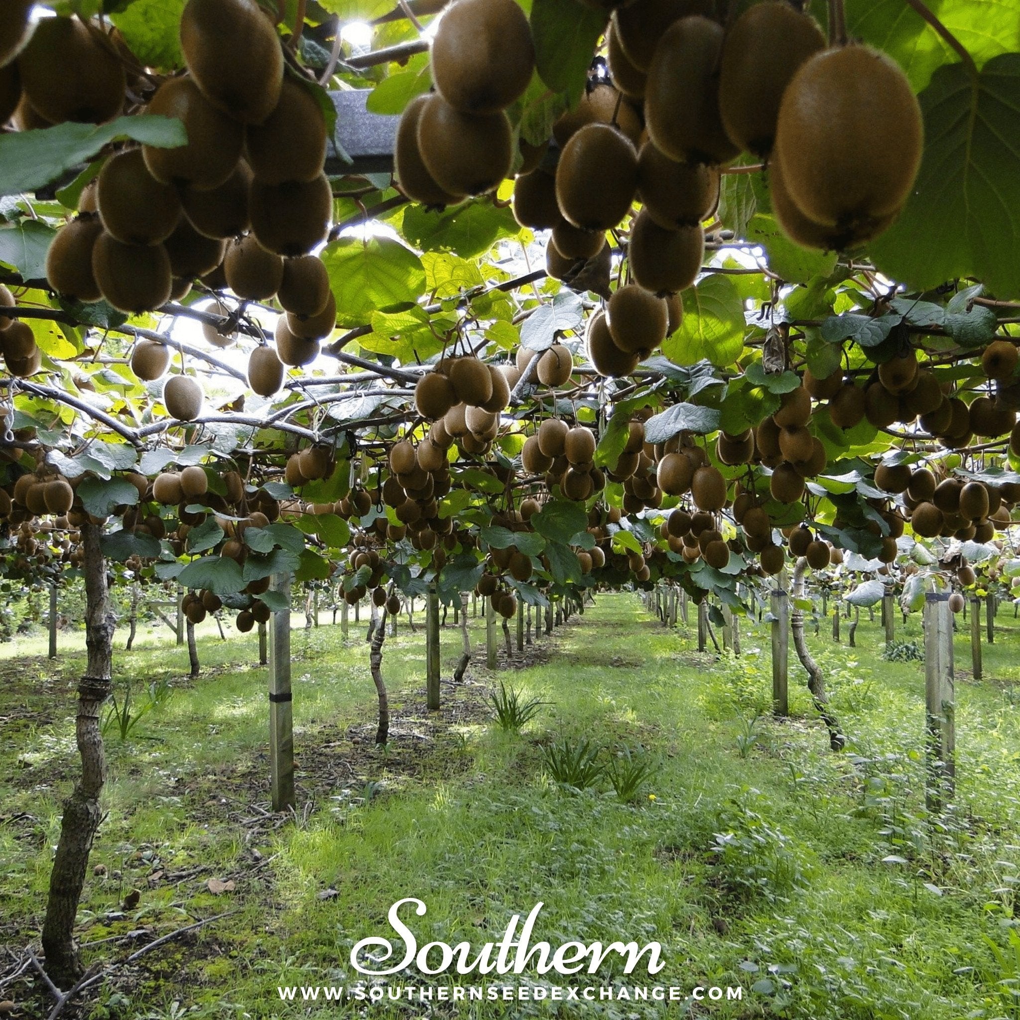 Kiwi Fruit – 100 Seeds | | Wiccan Center
