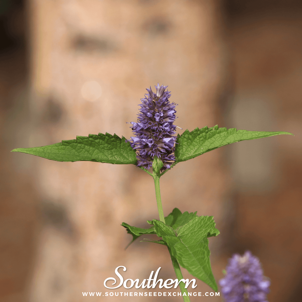 Korean Mint – 50 Seeds | | Wiccan Center