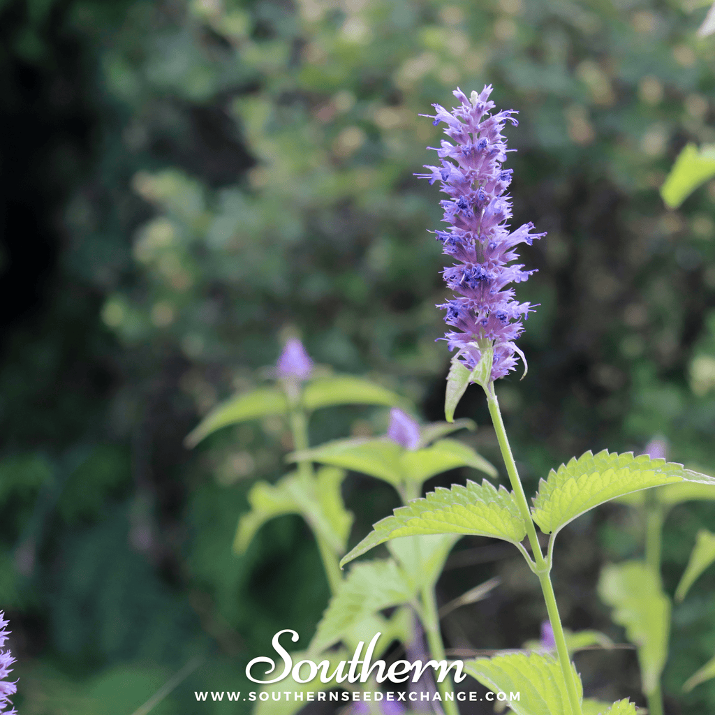 Korean Mint – 50 Seeds | | Wiccan Center