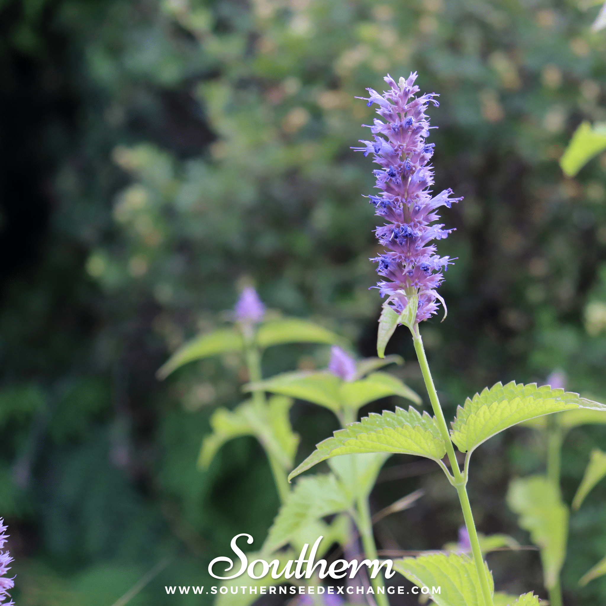 Korean Mint – 50 Seeds | | Wiccan Center