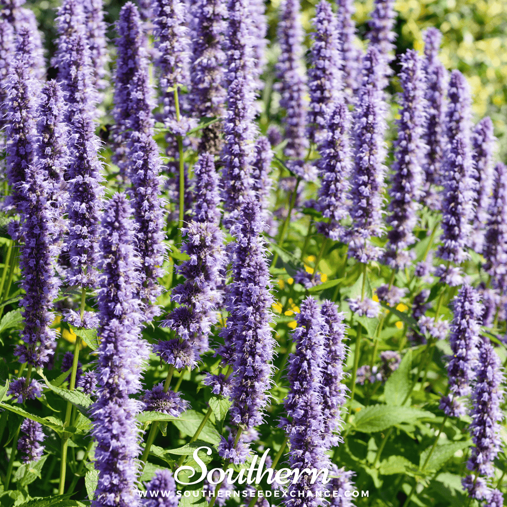 Korean Mint – 50 Seeds | | Wiccan Center