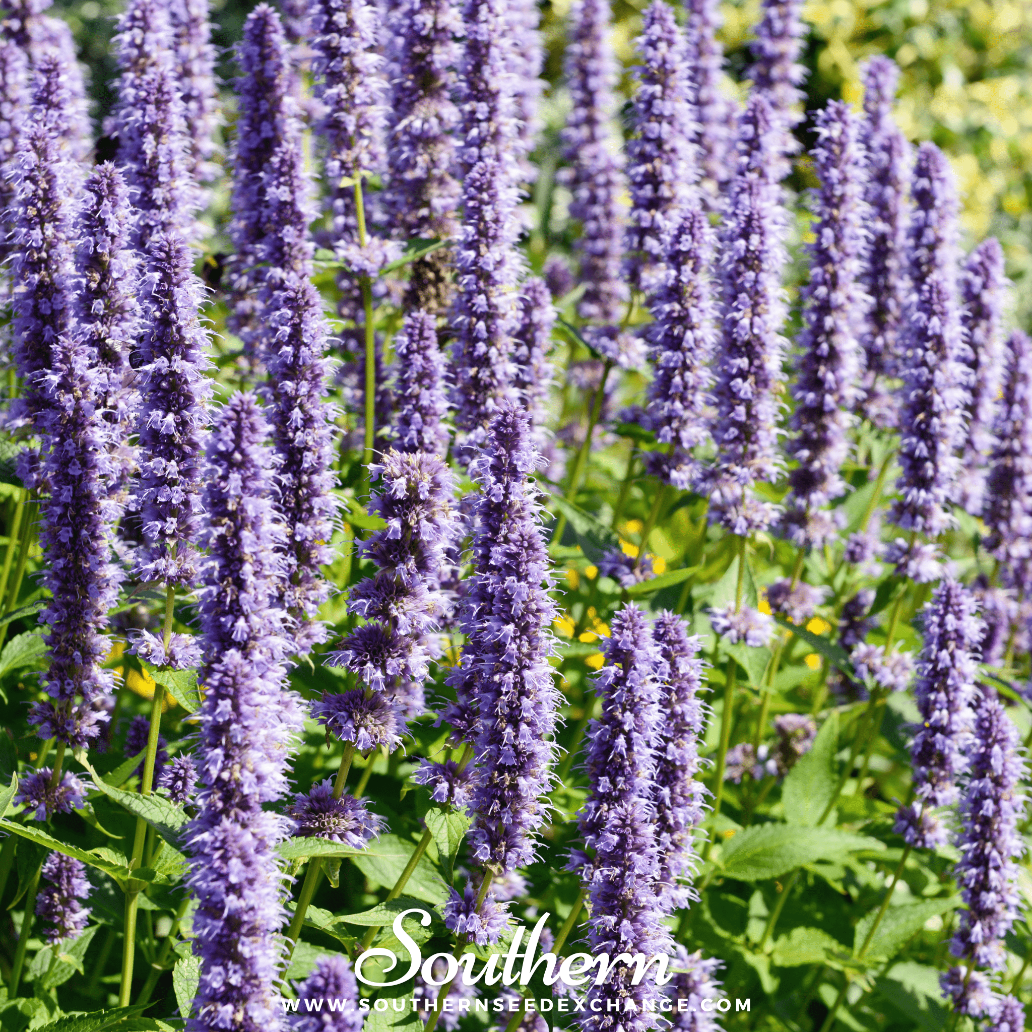 Korean Mint – 50 Seeds | | Wiccan Center