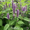 Korean Mint – 50 Seeds | | Wiccan Center