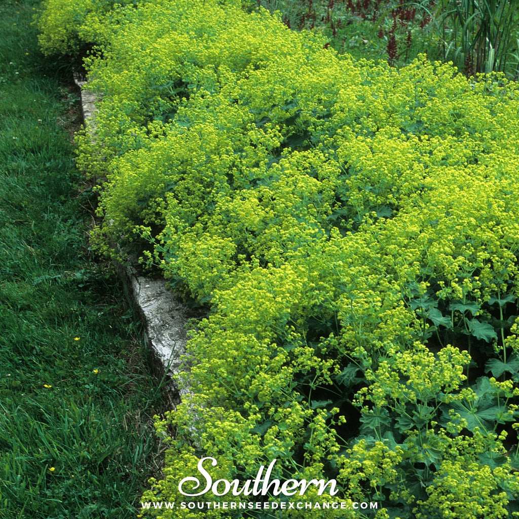 Lady’s Mantle – 50 Seeds | | Wiccan Center