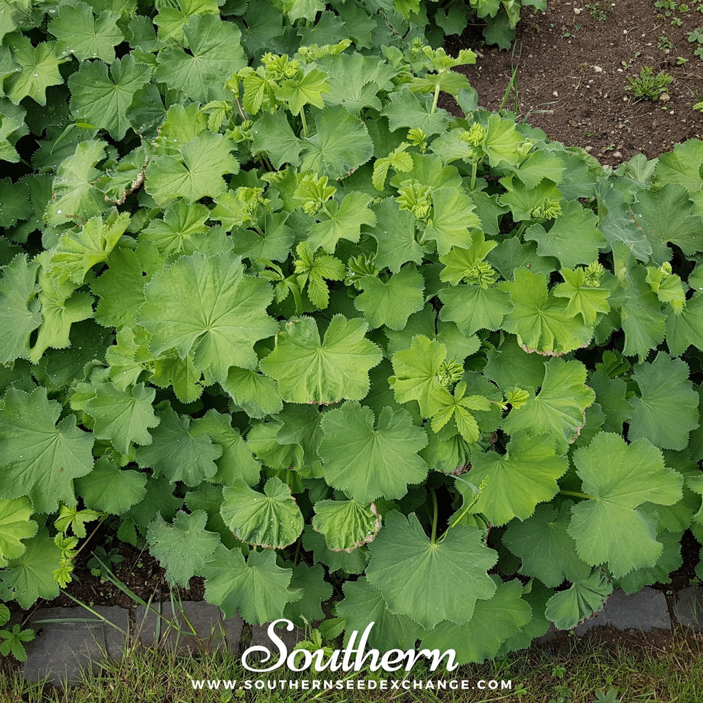 Lady’s Mantle – 50 Seeds | | Wiccan Center