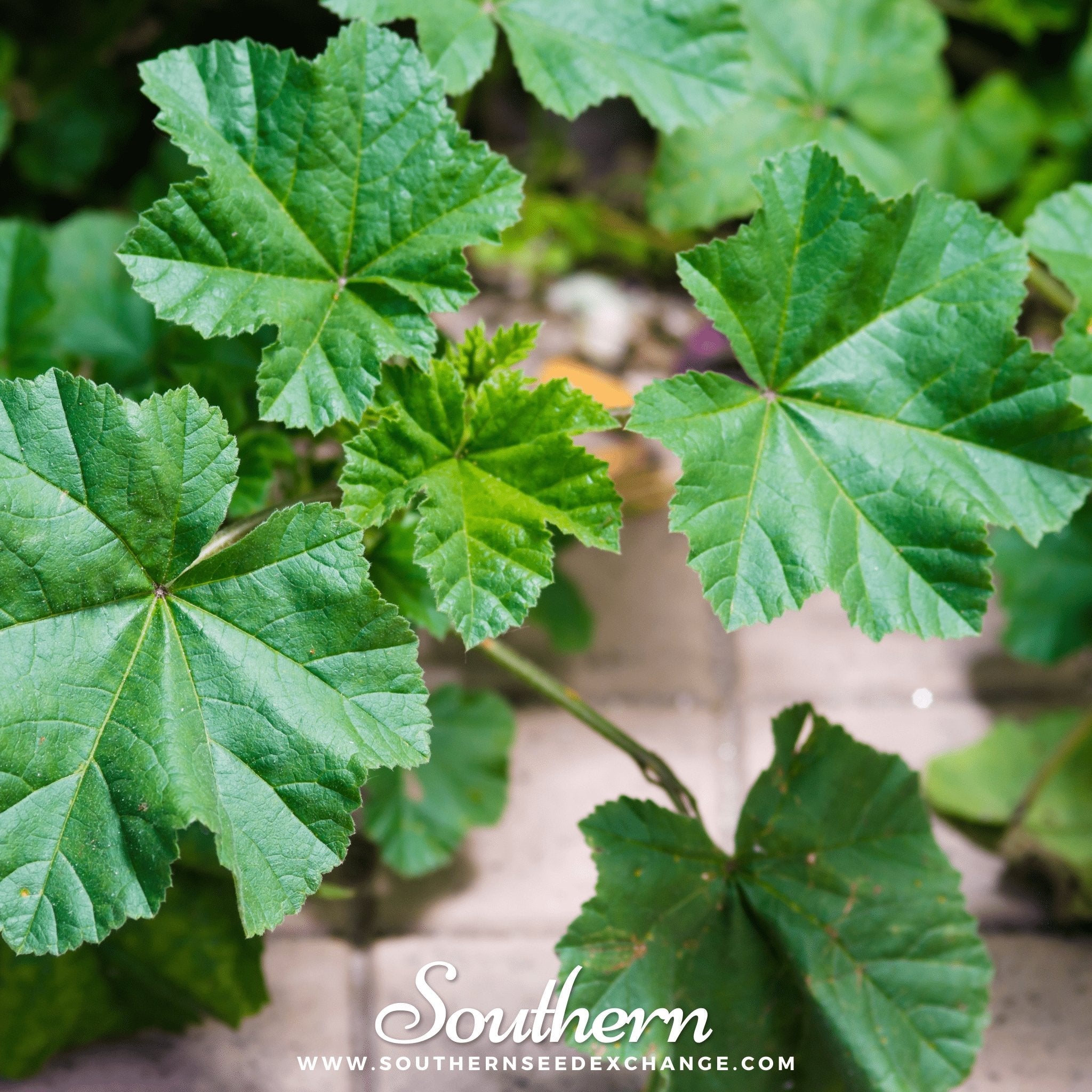 Lady’s Mantle – 50 Seeds | | Wiccan Center