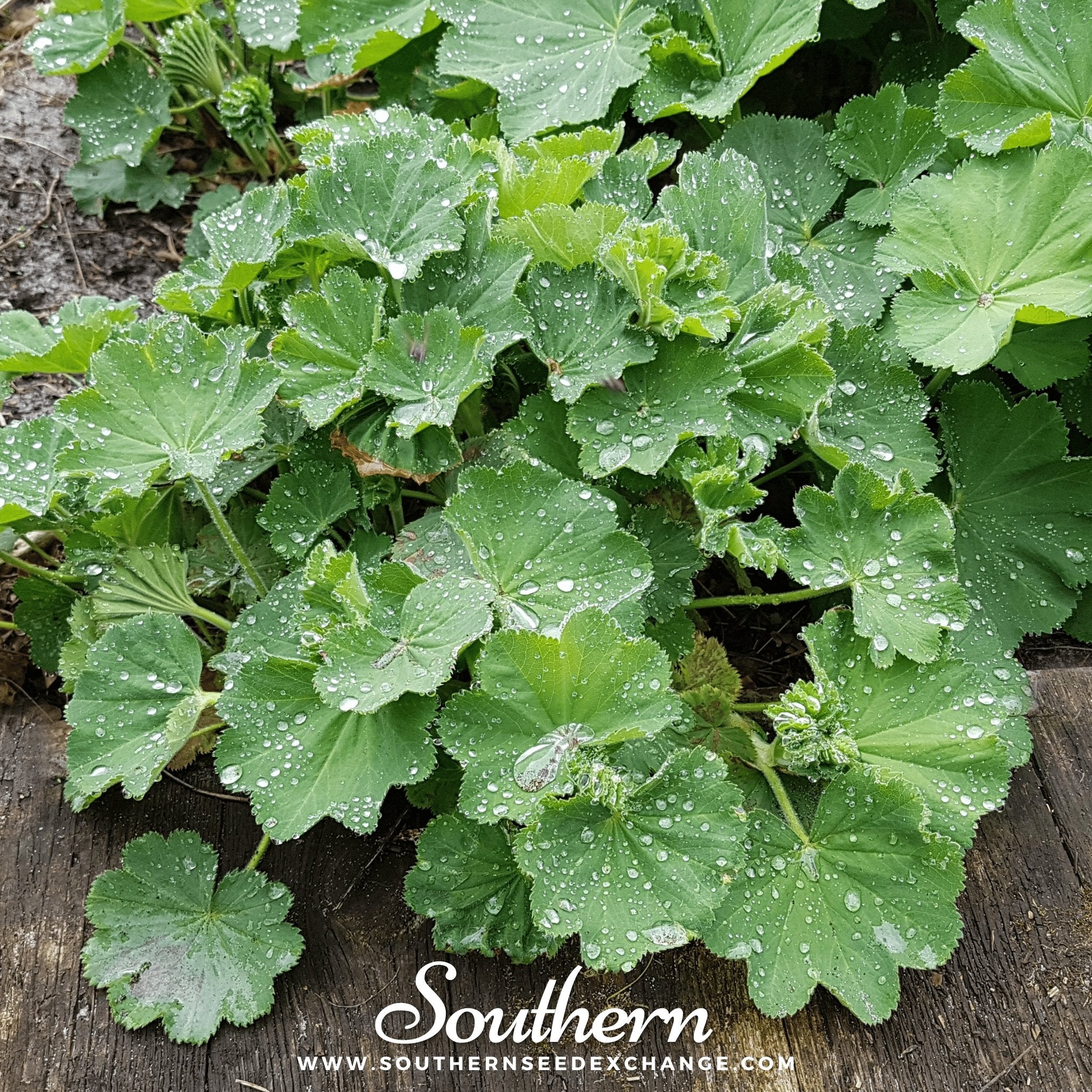 Lady’s Mantle – 50 Seeds | | Wiccan Center