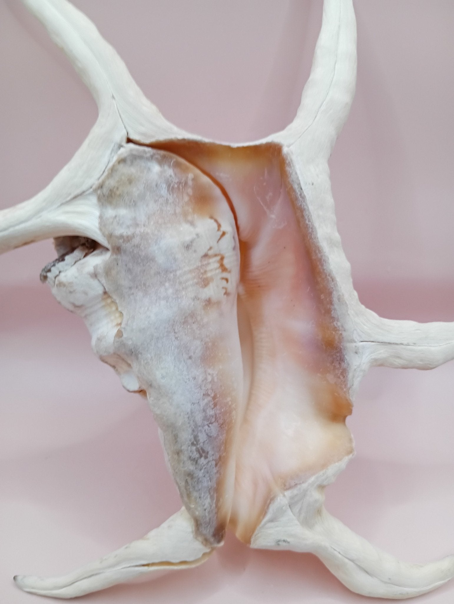 Lambis Chiragra Harpago Spider Conch Shell 9" | Coastal Display Specimen