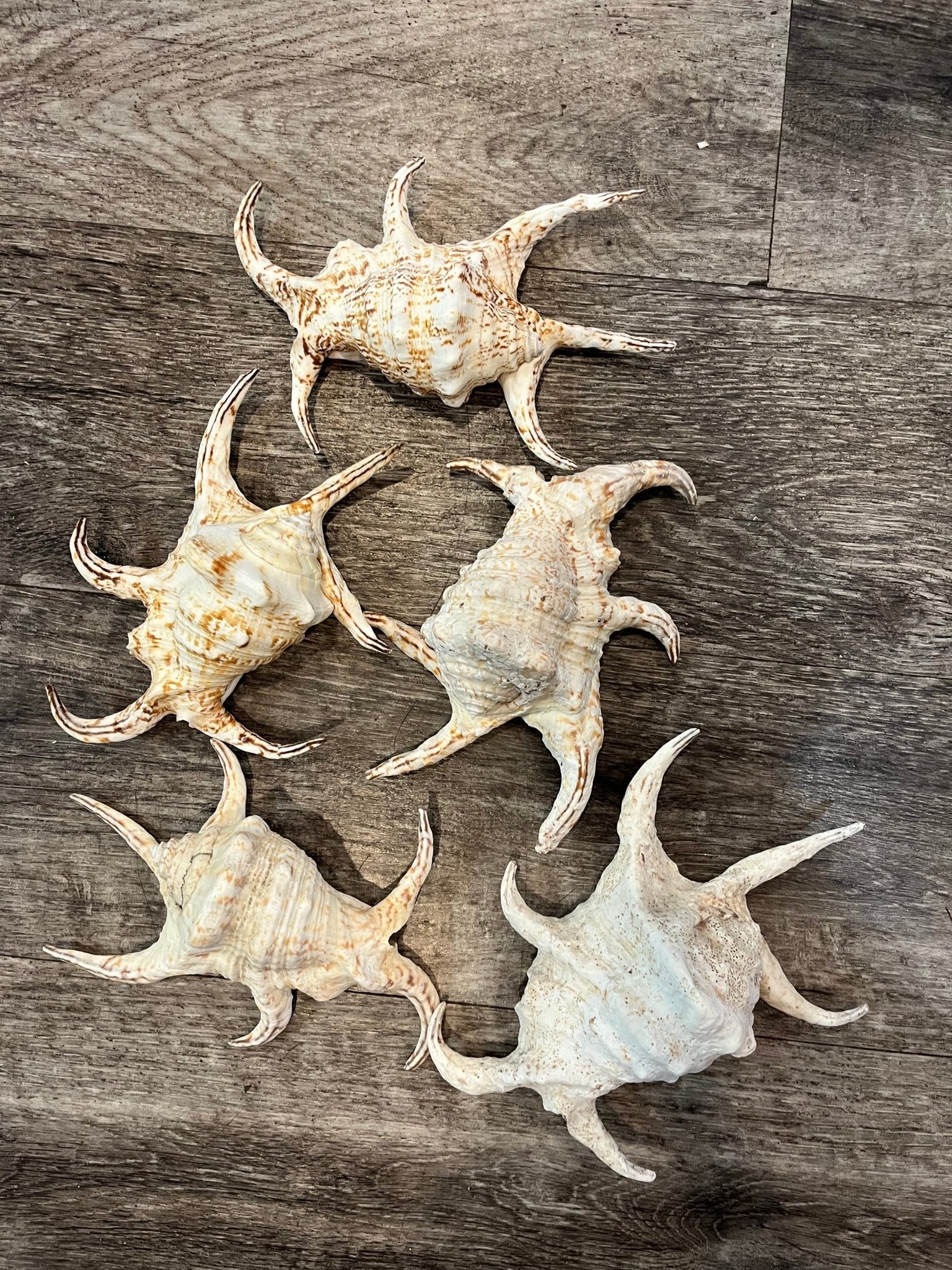 Lambis Chiragra Spider Conch Shell – Lambis chiragra