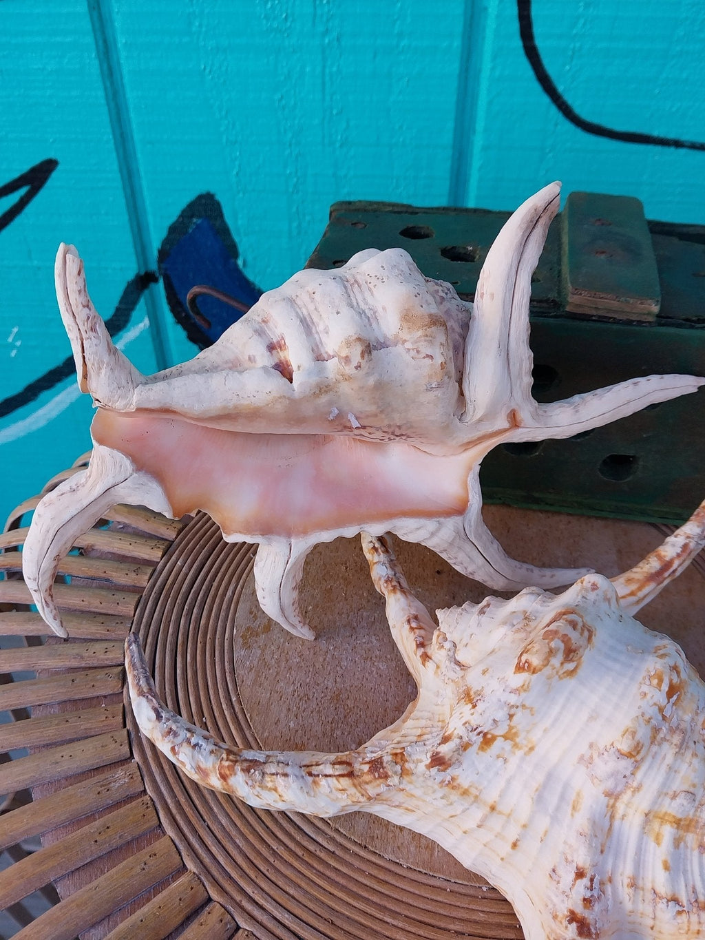 Lambis Chiragra Spider Conch Shell – Lambis chiragra