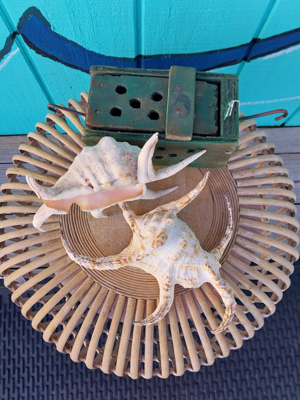 Lambis Chiragra Spider Conch Shell – Lambis chiragra