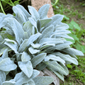 Lamb’s Ear – 50 Seeds | Seeds | Wiccan Center