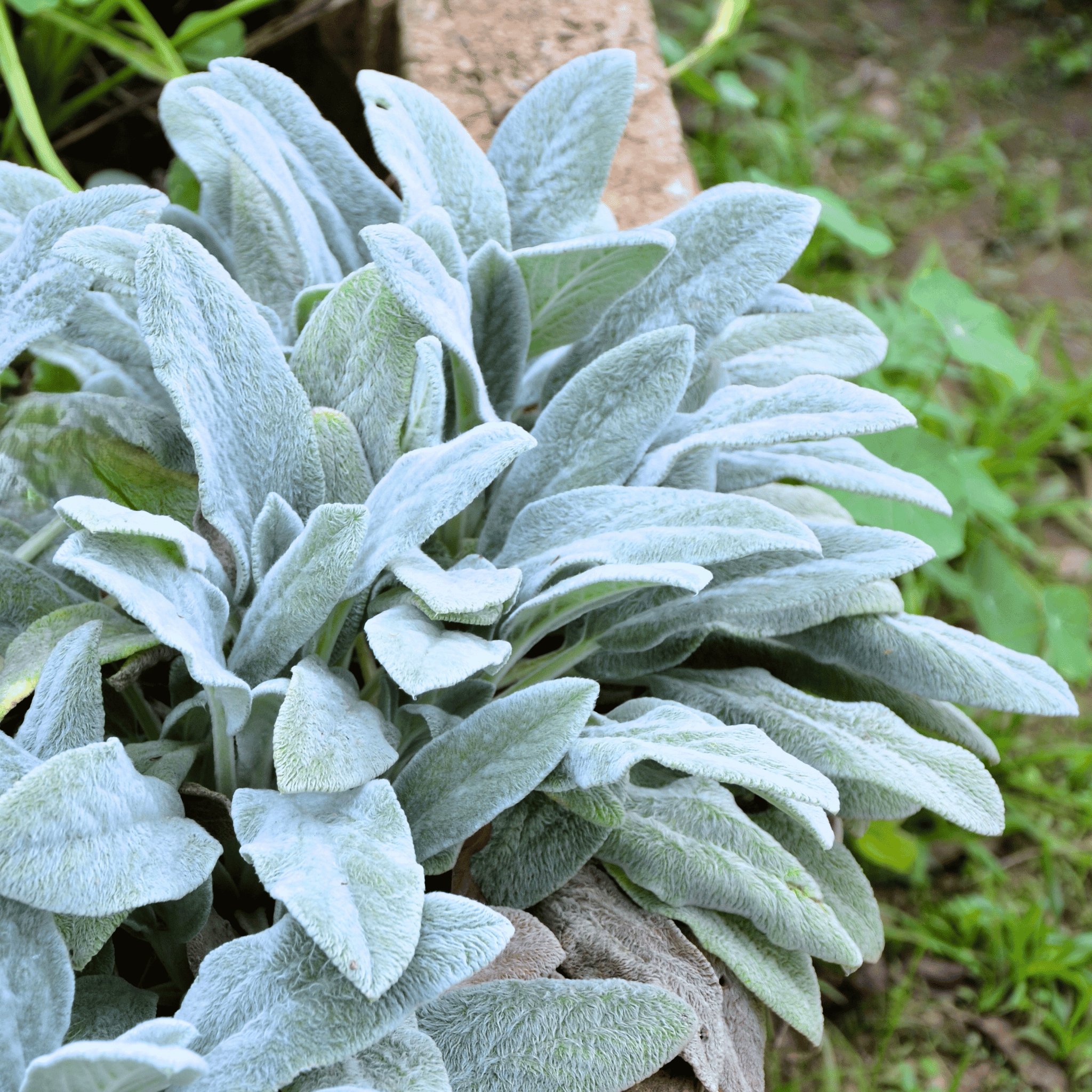 Lamb’s Ear – 50 Seeds | Seeds | Wiccan Center