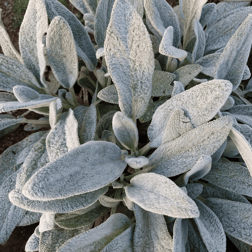 Lamb’s Ear – 50 Seeds | Seeds | Wiccan Center