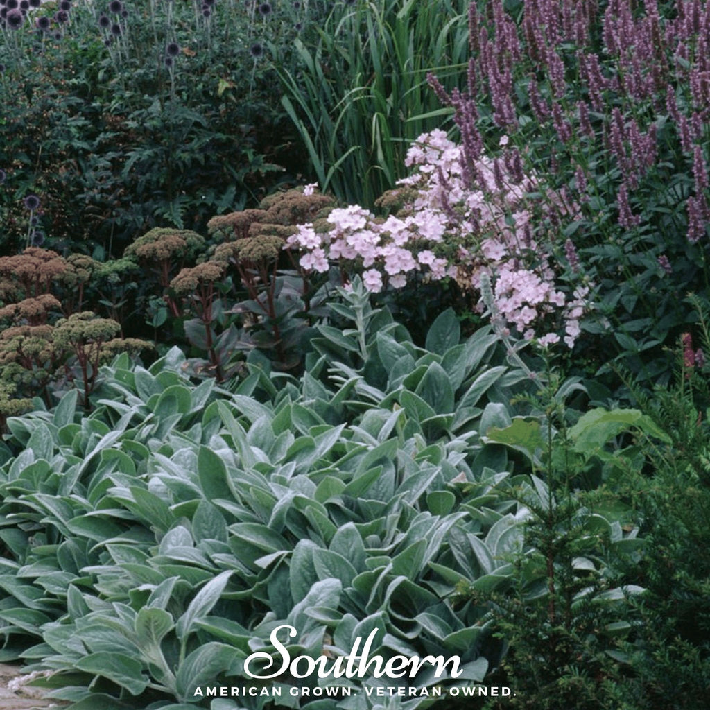 Lamb’s Ear – 50 Seeds | Seeds | Wiccan Center