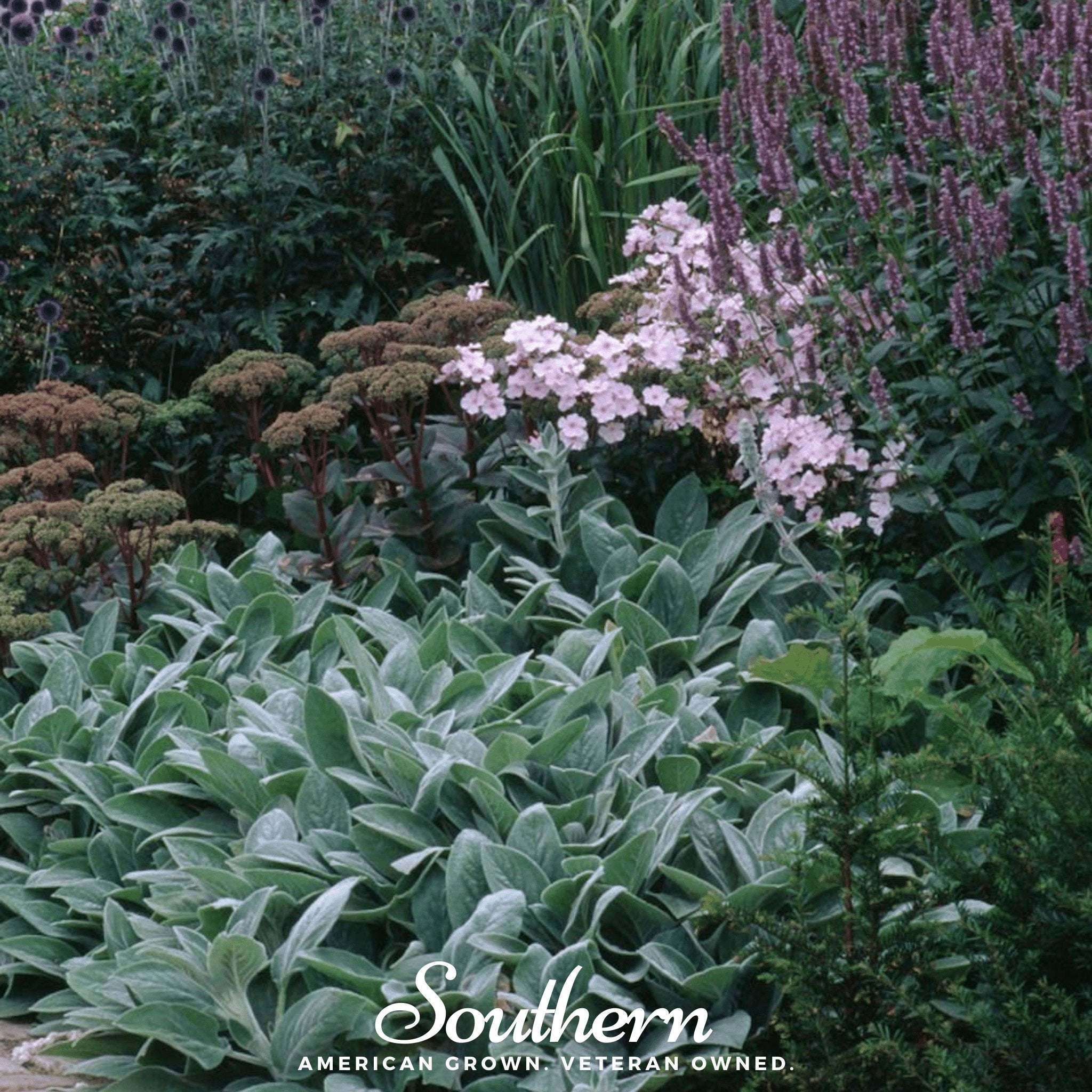 Lamb’s Ear – 50 Seeds | Seeds | Wiccan Center