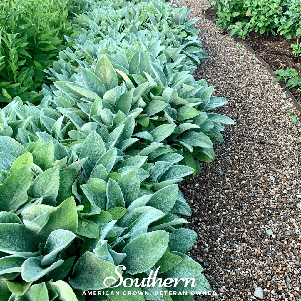 Lamb’s Ear – 50 Seeds | Seeds | Wiccan Center