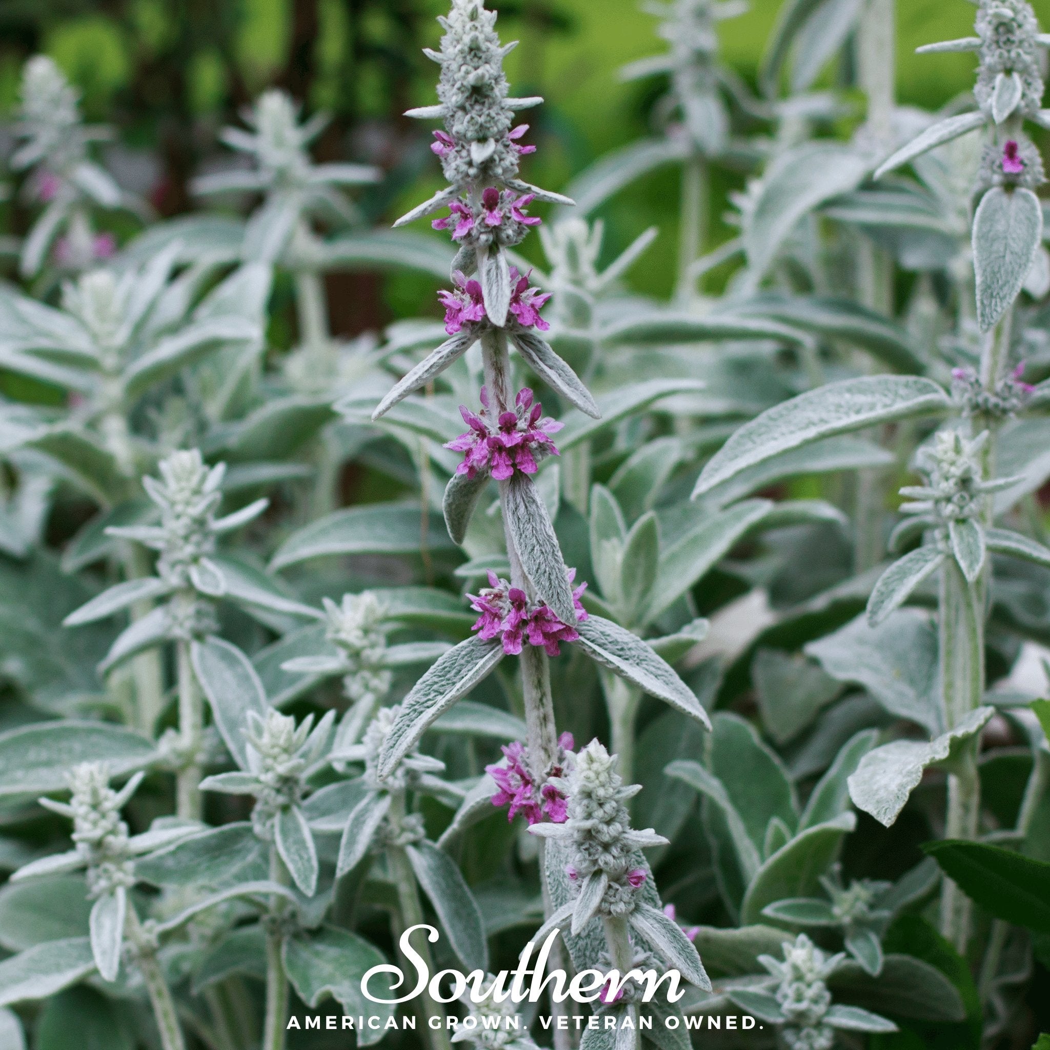 Lamb’s Ear – 50 Seeds | Seeds | Wiccan Center