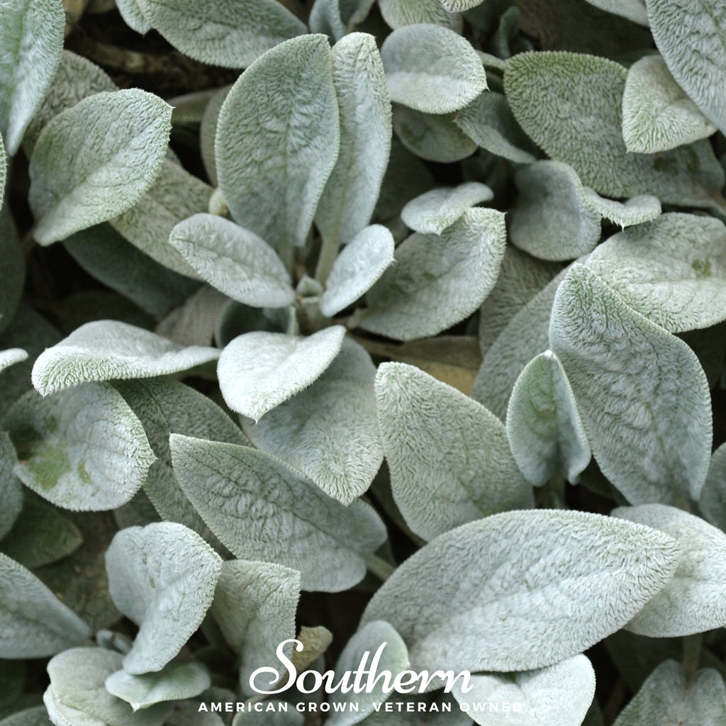 Lamb’s Ear – 50 Seeds | Seeds | Wiccan Center