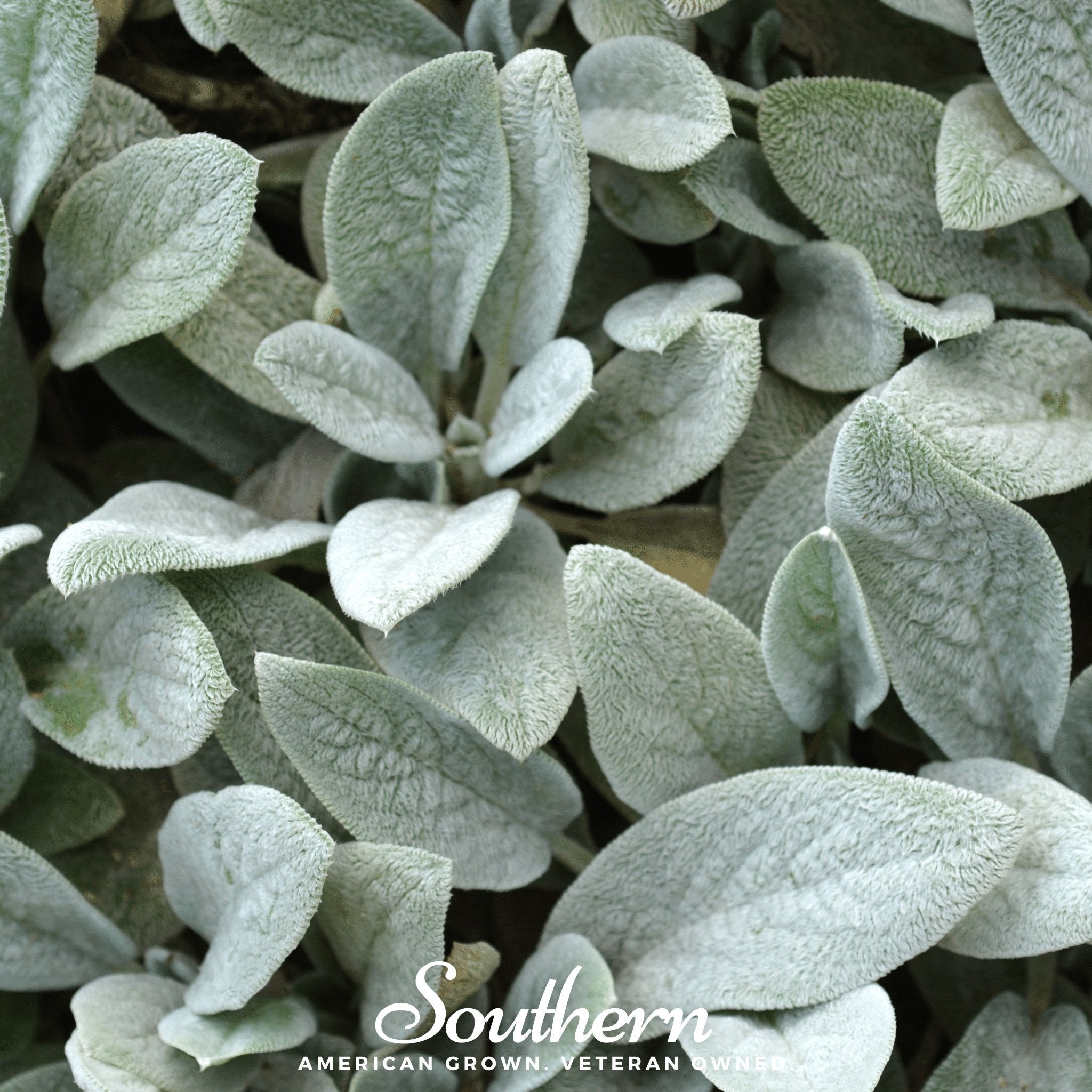 Lamb’s Ear – 50 Seeds | Seeds | Wiccan Center