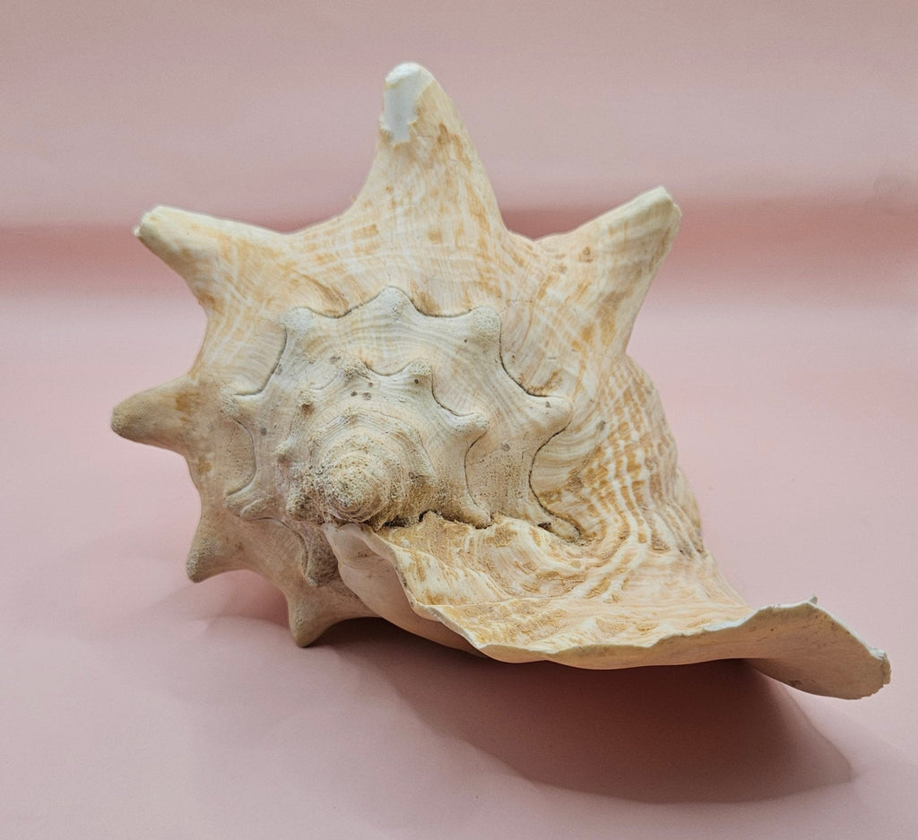 Large Atlantic Conch Shell 9.75" Natural Beach Display – Non-Pierced Coastal Decor