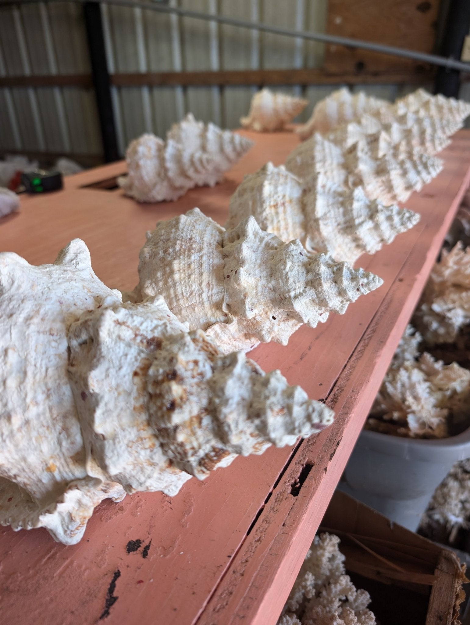 Giant Frog Conch Shell - Tutufa bubo - Multiple Size Options 6-11" | Shells | Wiccan Center