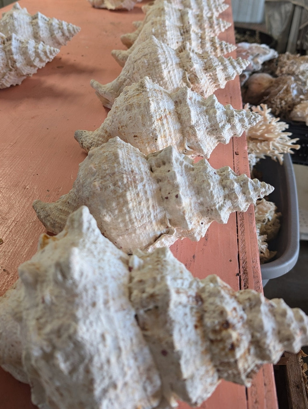 Giant Frog Conch Shell - Tutufa bubo - Multiple Size Options 6-11" | Shells | Wiccan Center