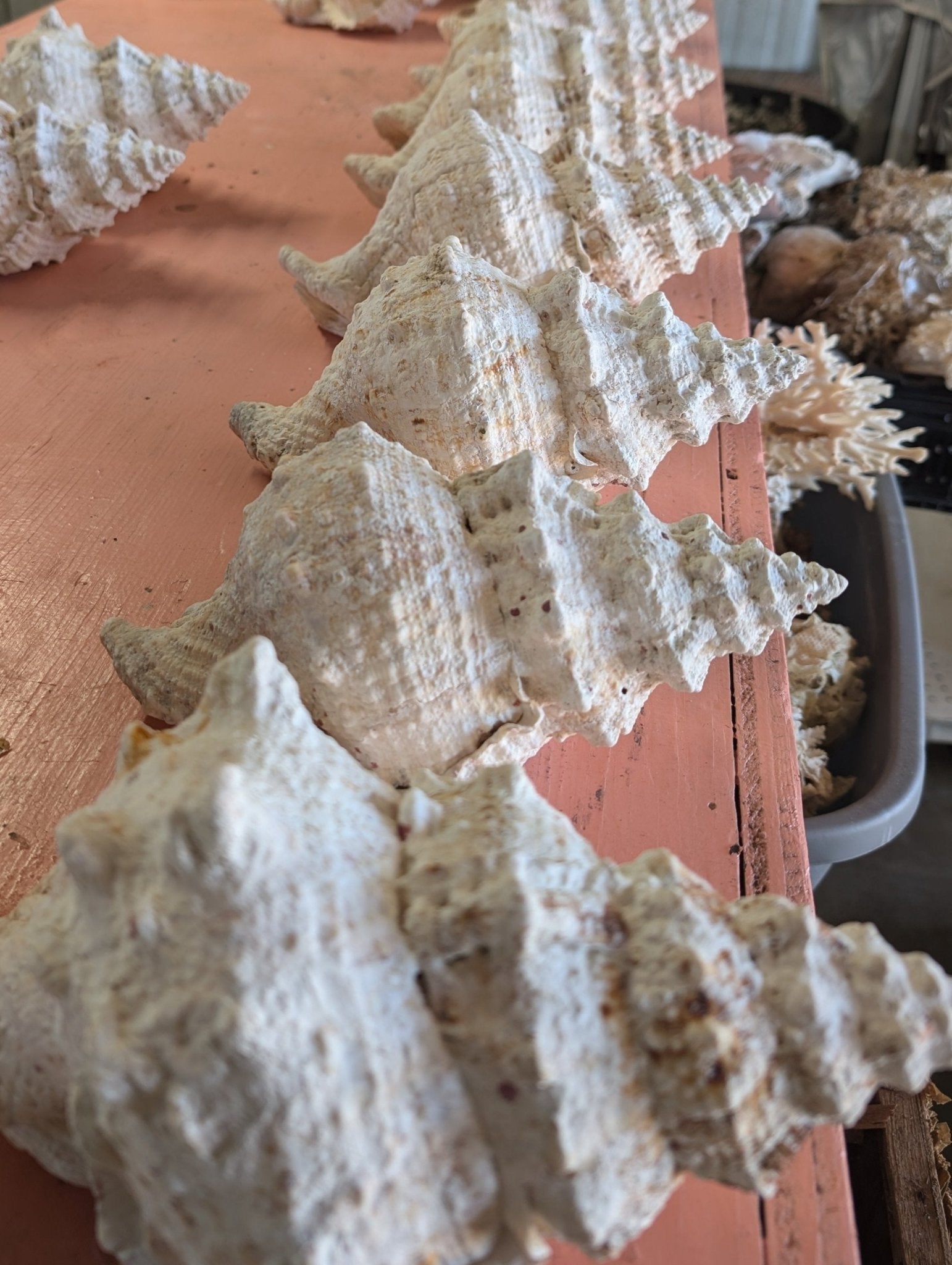 Giant Frog Conch Shell - Tutufa bubo - Multiple Size Options 6-11" | Shells | Wiccan Center
