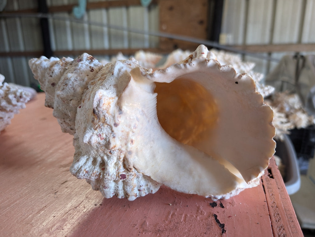 Giant Frog Conch Shell - Tutufa bubo - Multiple Size Options 6-11" | Shells | Wiccan Center