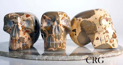 Large Peru Leopardite Skull 75mm | Leopardite | Wiccan Center