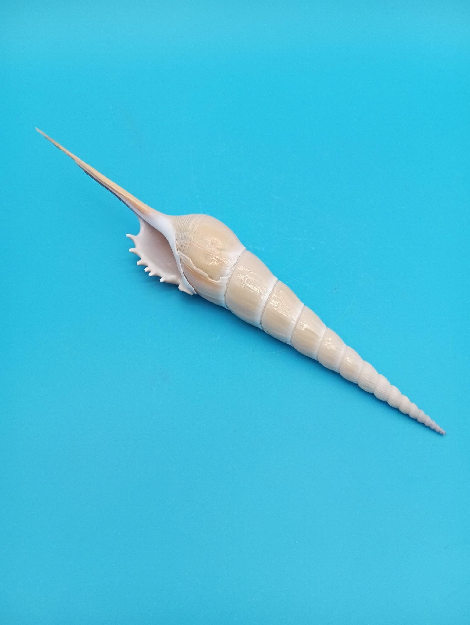 Large Shinbone Tibia Shell Display – Coastal Home Decor Specimen (Tibia fusus) 9"
