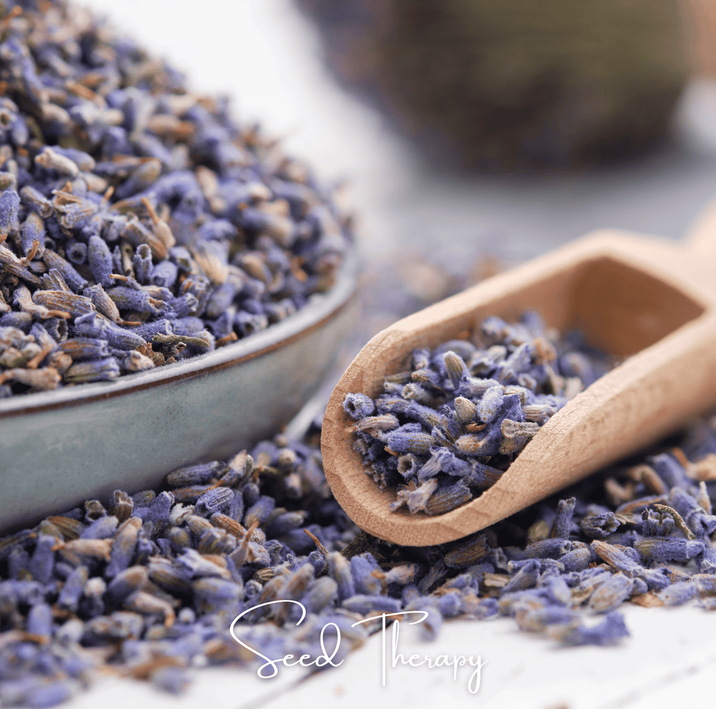 English Lavender – 100 Seeds | Seeds | Wiccan Center