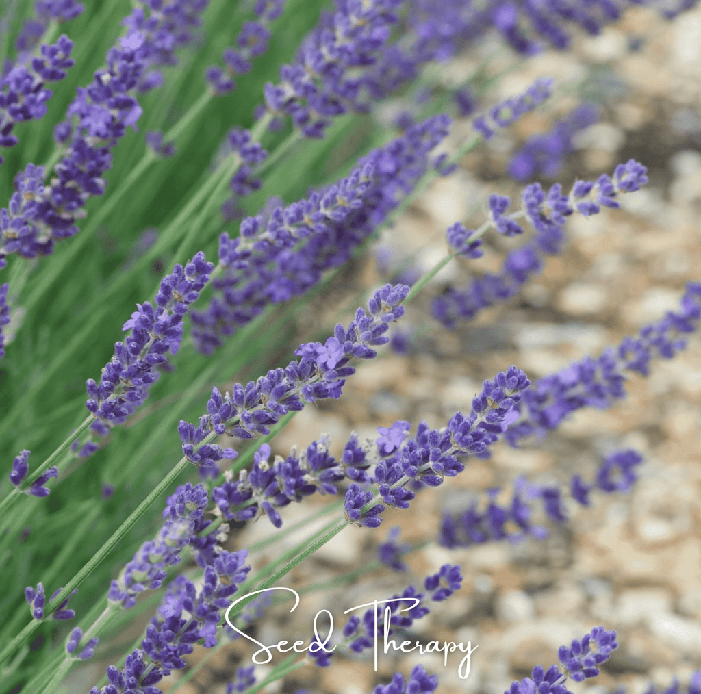 English Lavender – 100 Seeds | Seeds | Wiccan Center