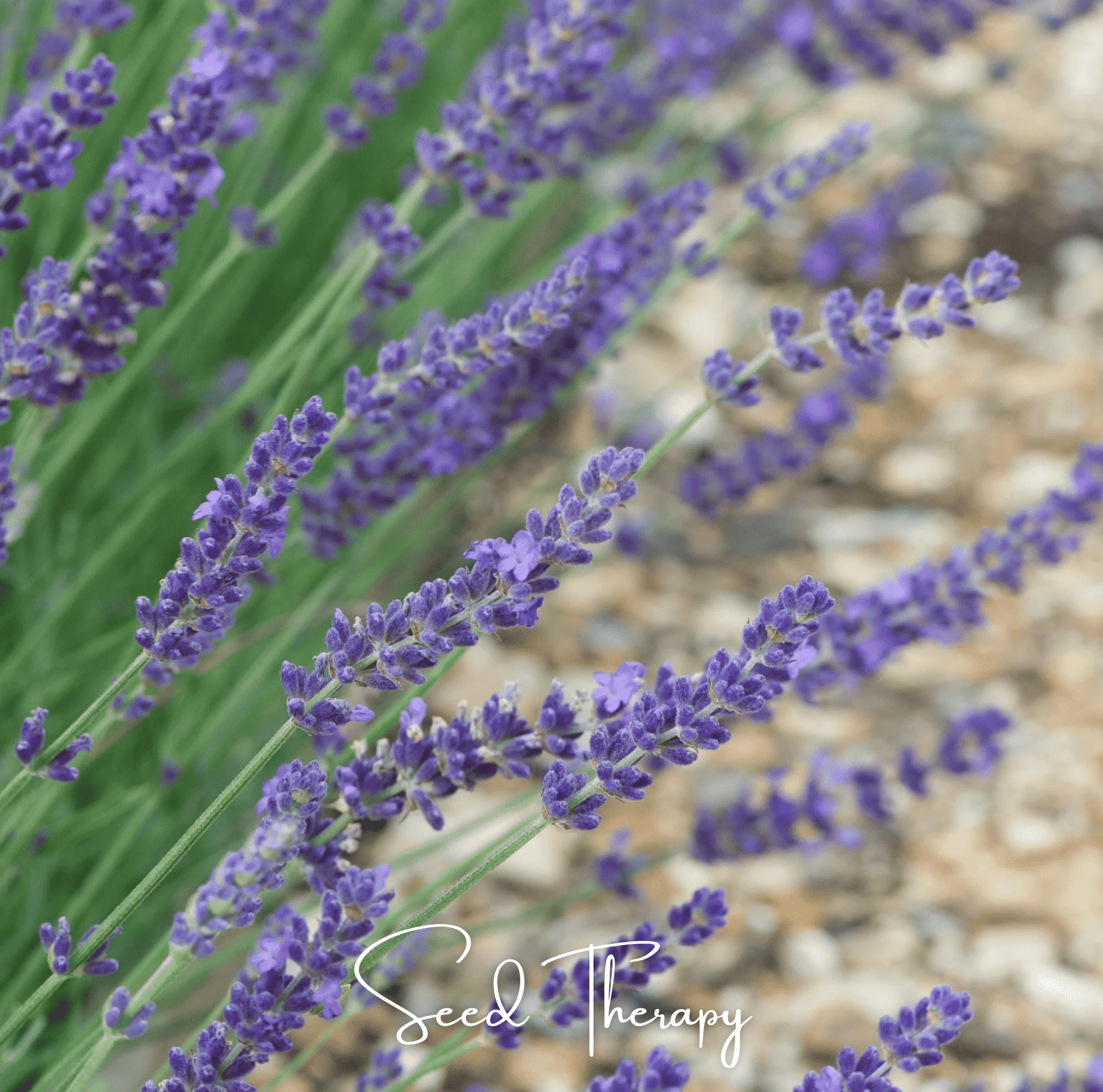 English Lavender – 100 Seeds | Seeds | Wiccan Center