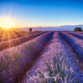 English Lavender – 100 Seeds | Seeds | Wiccan Center