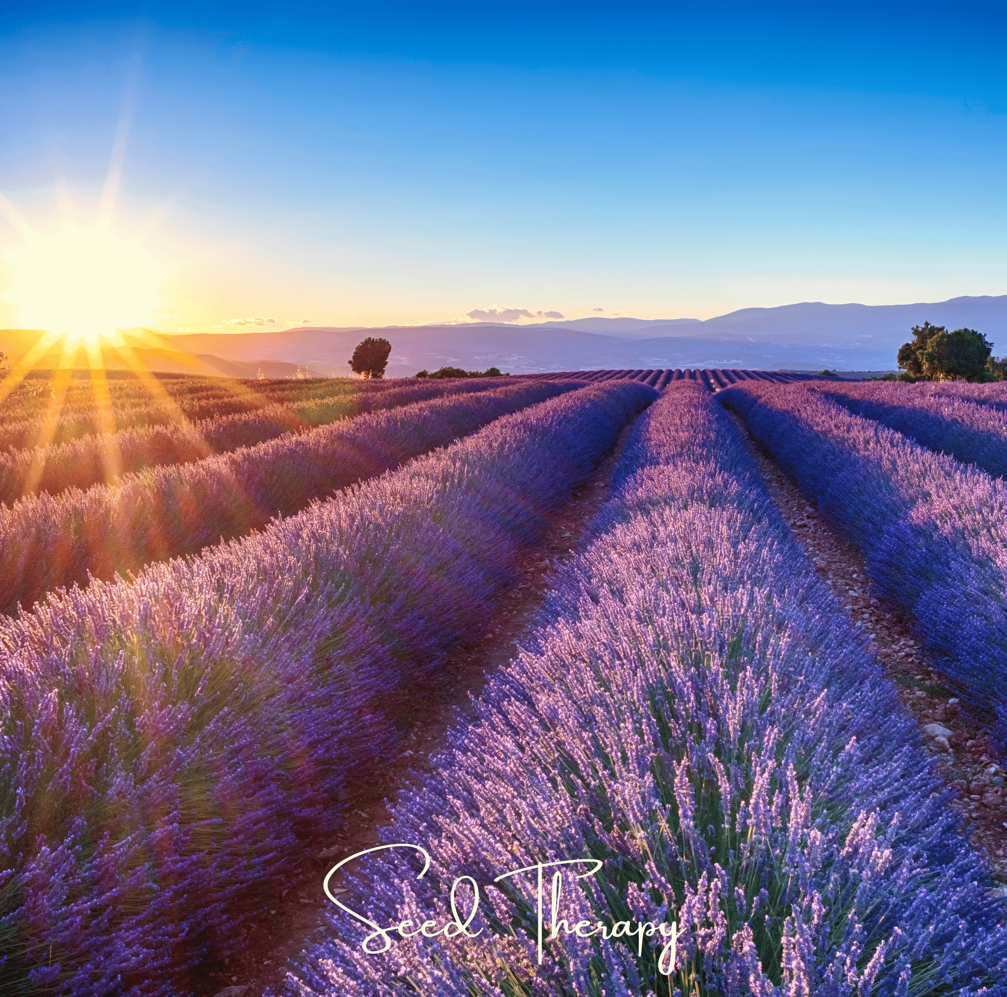 English Lavender – 100 Seeds | Seeds | Wiccan Center
