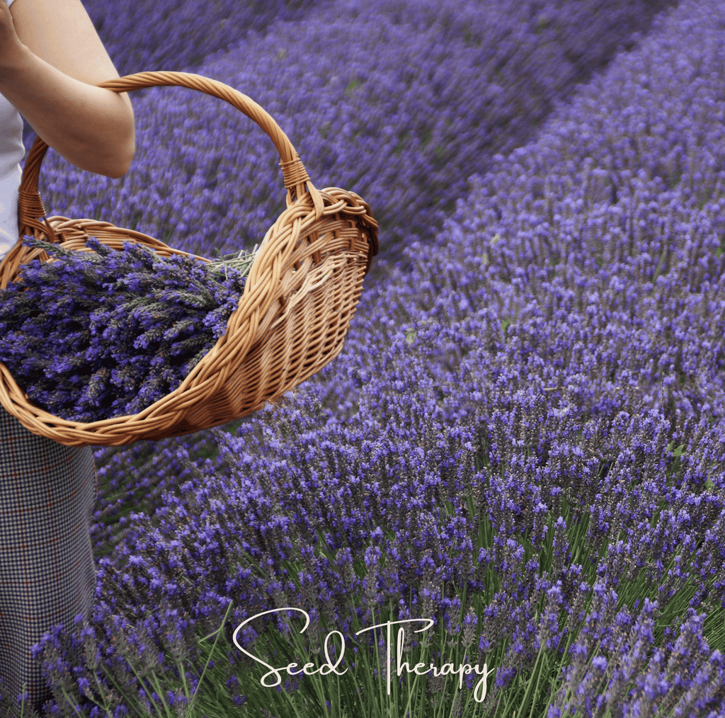 English Lavender – 100 Seeds | Seeds | Wiccan Center