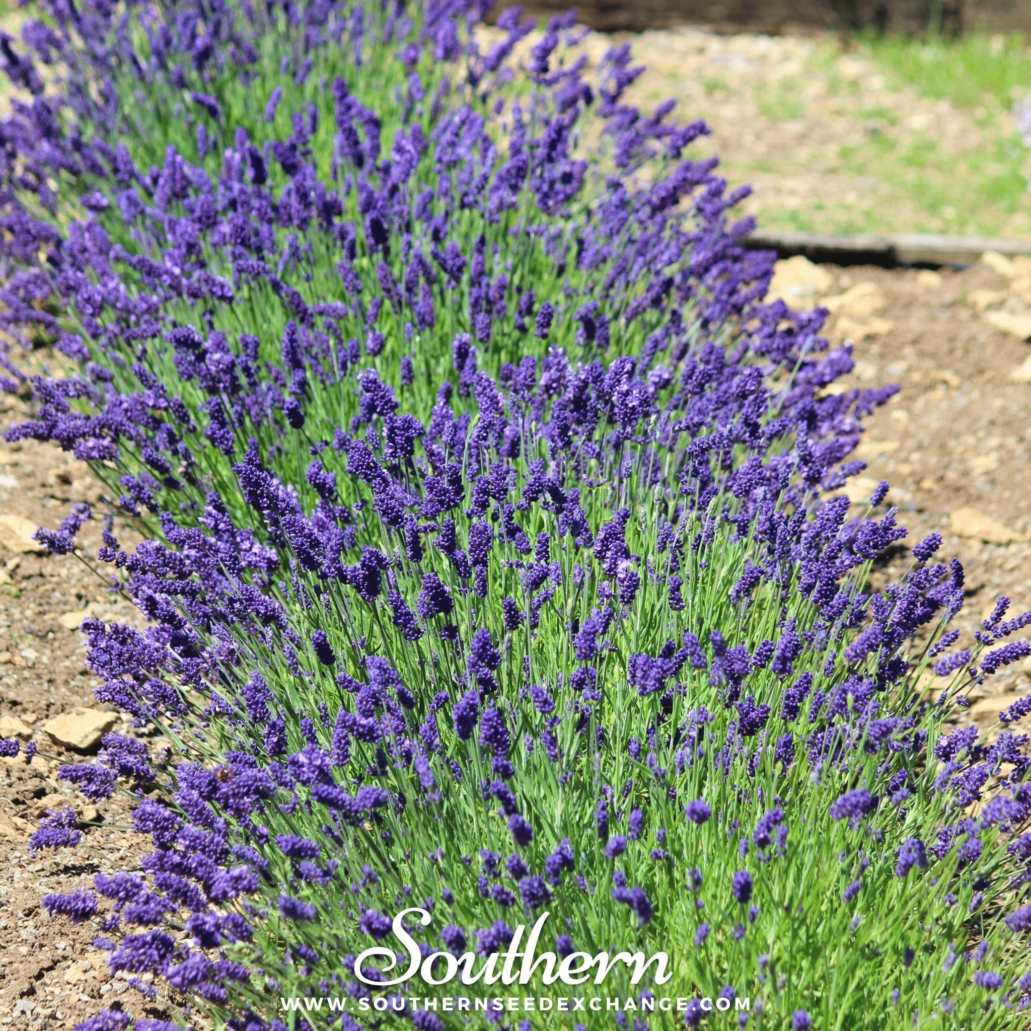 Hidcote Lavender – 50 Seeds | | Wiccan Center