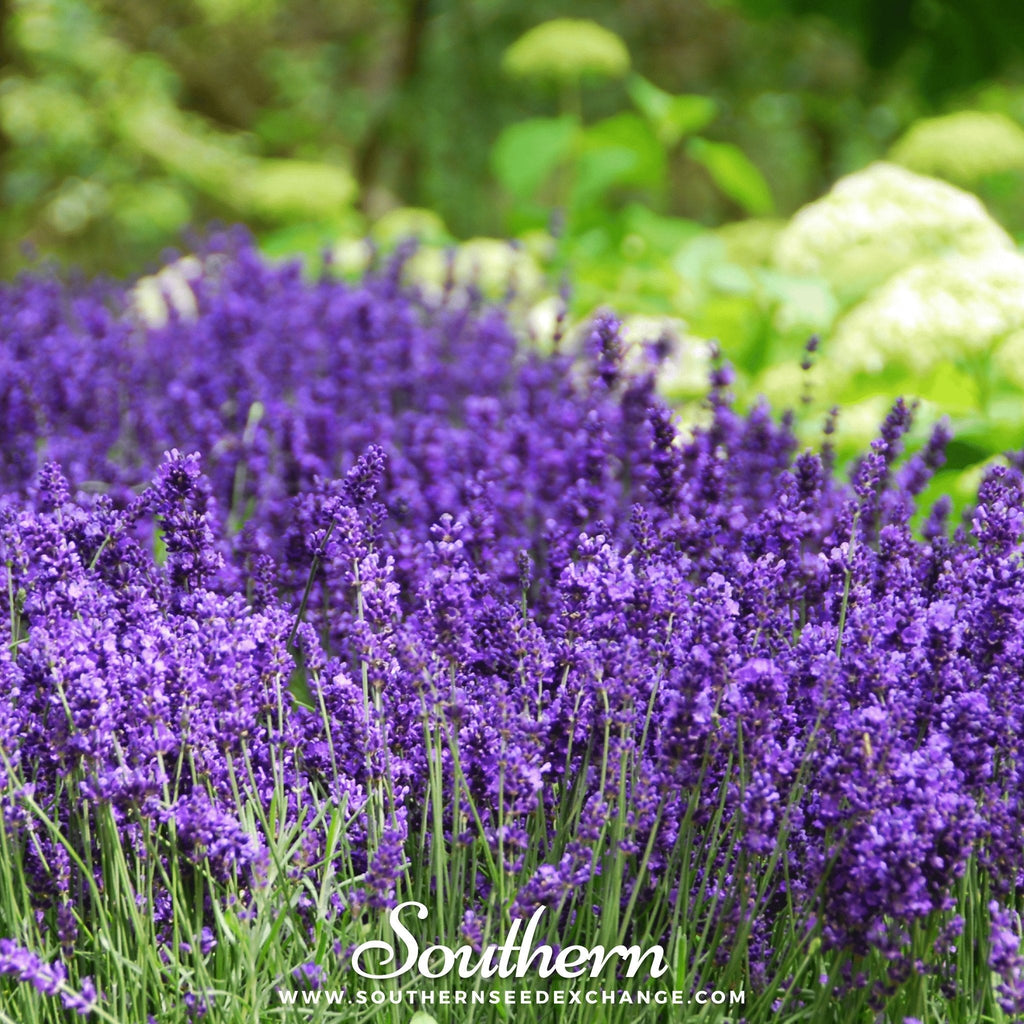 Hidcote Lavender – 50 Seeds | | Wiccan Center